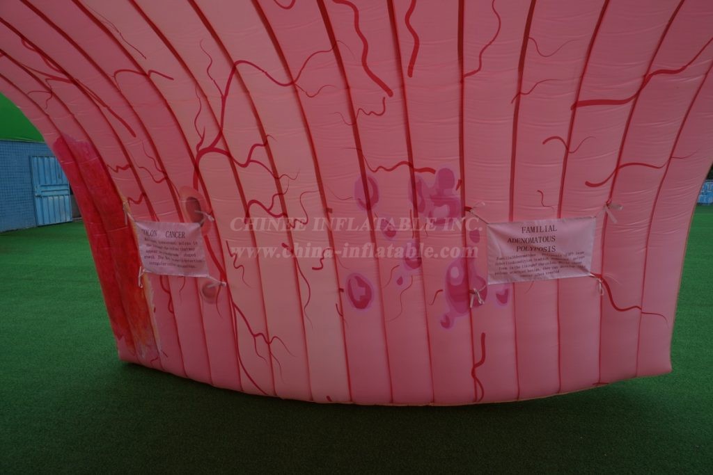 Tent1-441C visceral shape inflatable tent